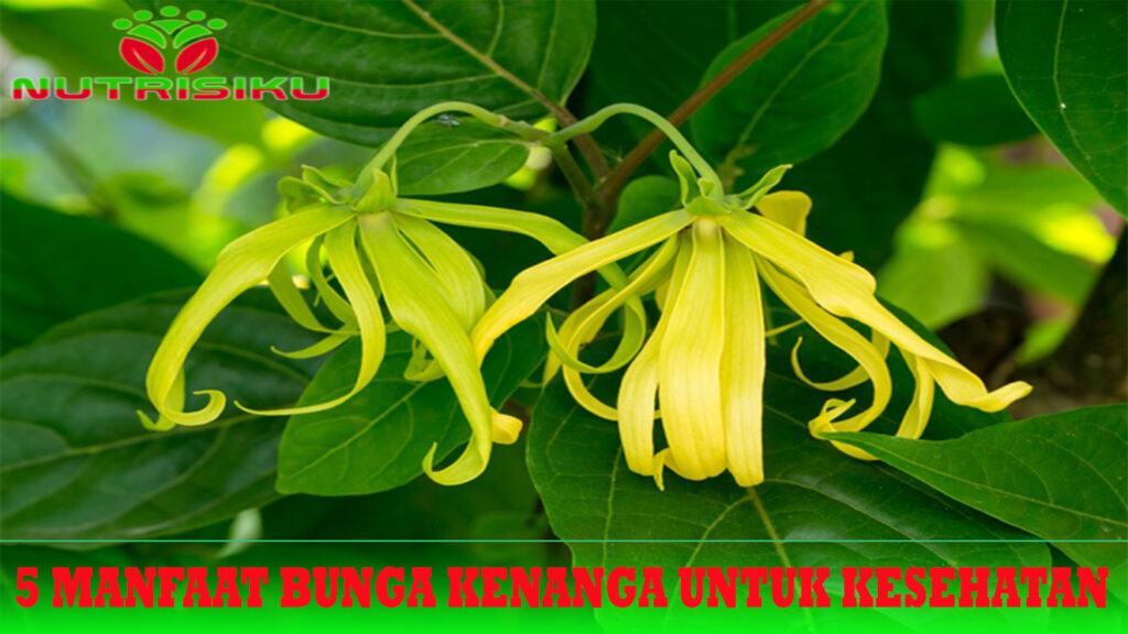 5 Manfaat Bunga Kenanga untuk Kesehatan