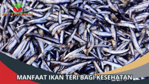 5 Manfaat Ikan Teri bagi Kesehatan Tubuh