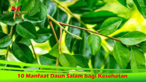 10 Manfaat Daun Salam bagi Kesehatan