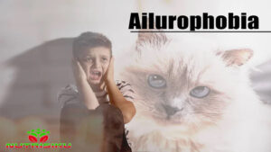 Ailurophobia, Ketakutan terhadap Kucing & Cara Mengatasinya