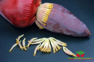 Khasiat Jantung Pisang: Superfood dari